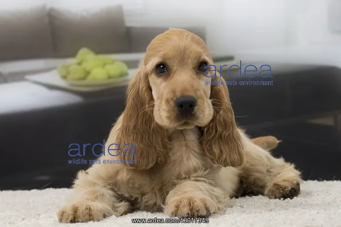 : Dog English Cocker Spaniel 3 month old puppy : Dog English Cocker Spaniel 3 month old puppy