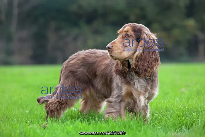  : Dog - English Cocker Spaniel