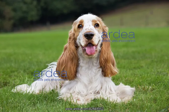  : Dog - English Cocker Spaniel