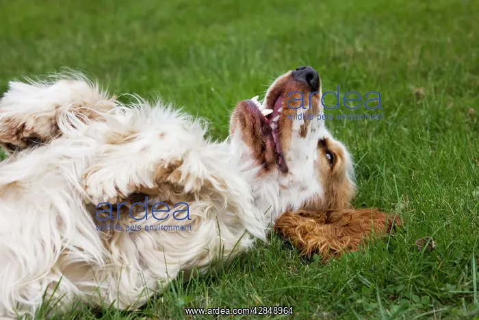  : Dog - English Cocker Spaniel