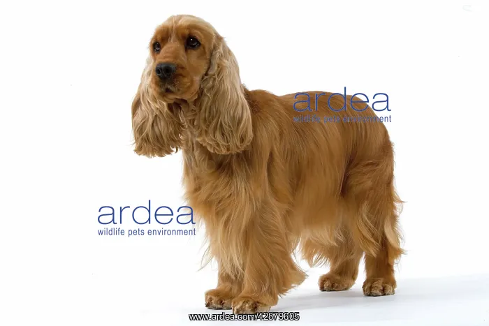  : Dog - English cocker spaniel