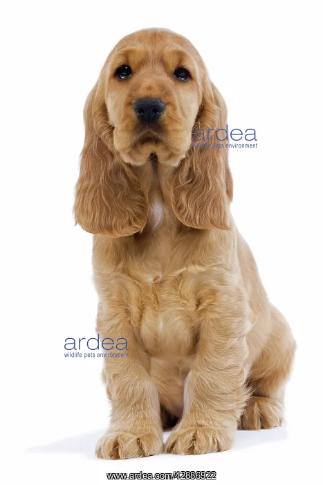  : Dog - English Cocker Spaniel