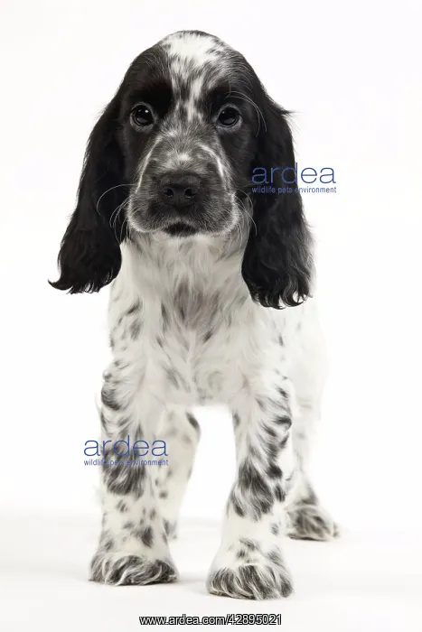  : Dog - English Cocker Spaniel