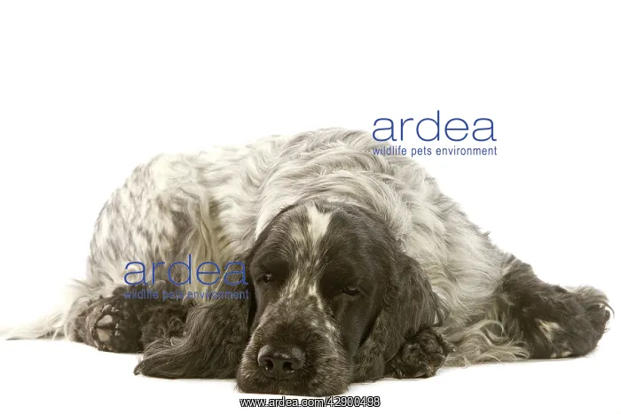  : Dog - English Cocker Spaniel