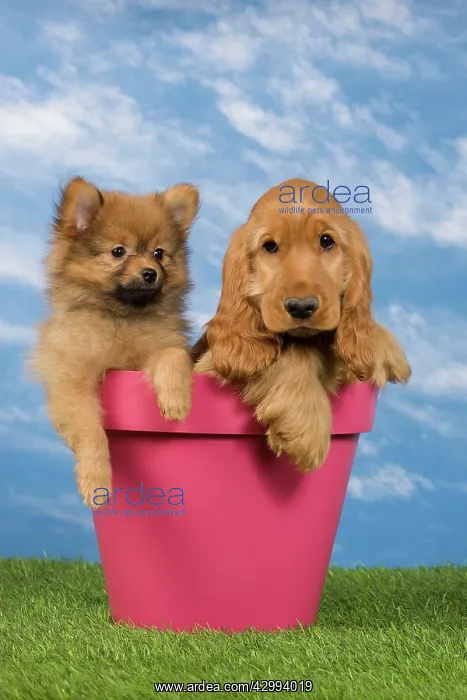 : Dog - English Cocker Spaniel - with Dwarf Spitz : Dog - English Cocker Spaniel - with Dwarf Spitz
