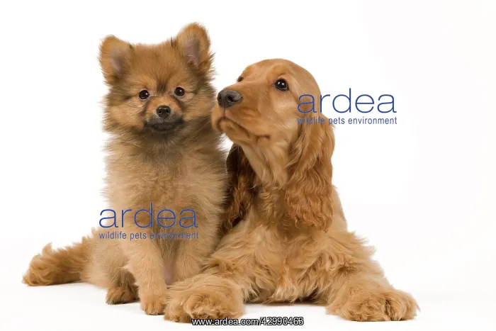 : Dog - English Cocker Spaniel - with Dwarf Spitz - puppies : Dog - English Cocker Spaniel - with Dwarf Spitz - puppies