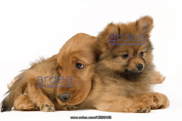 : Dog - English Cocker Spaniel - with Dwarf Spitz - puppies : Dog - English Cocker Spaniel - with Dwarf Spitz - puppies