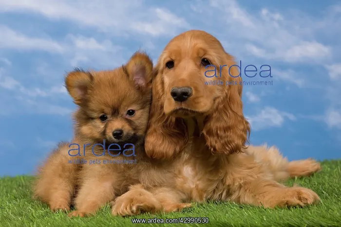 : Dog - English Cocker Spaniel - with Dwarf Spitz - puppies : Dog - English Cocker Spaniel - with Dwarf Spitz - puppies