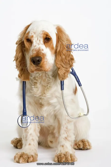 : Dog - English Cocker Spaniel - With medical kit : Dog - English Cocker Spaniel - With medical kit