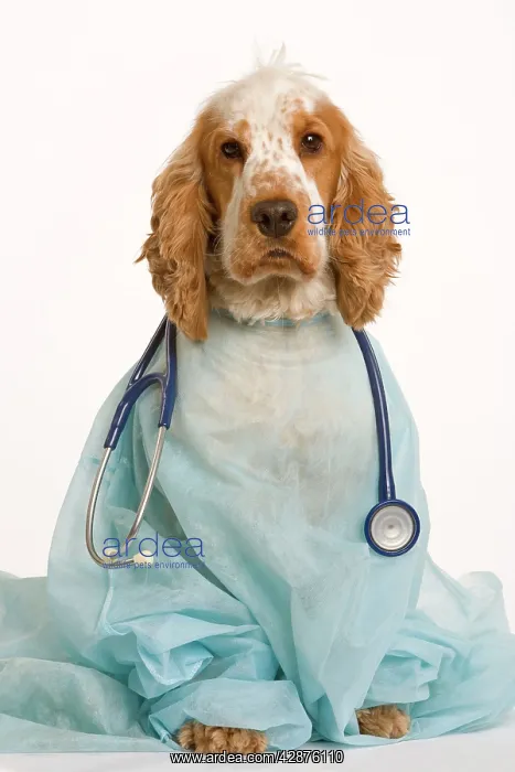 : Dog - English Cocker Spaniel - With medical kit : Dog - English Cocker Spaniel - With medical kit