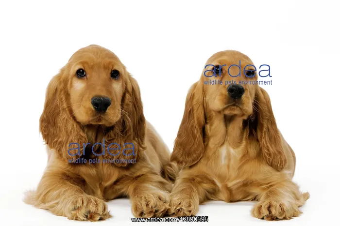 : Dog - English Cocker Spaniel puppies in studio