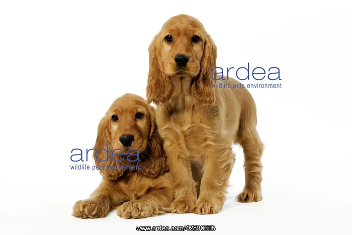  : Dog - English Cocker Spaniel puppies in studio