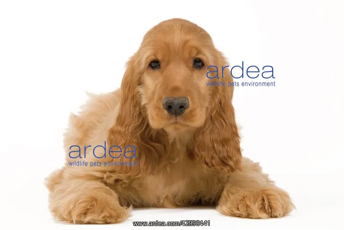  : Dog - English Cocker Spaniel - puppy