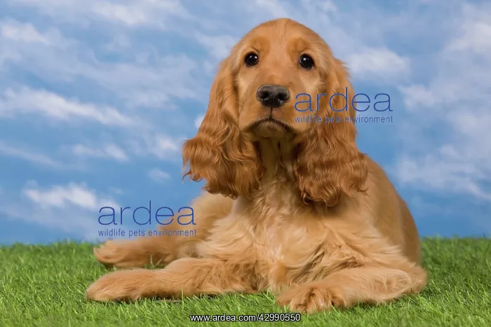  : Dog - English Cocker Spaniel - puppy