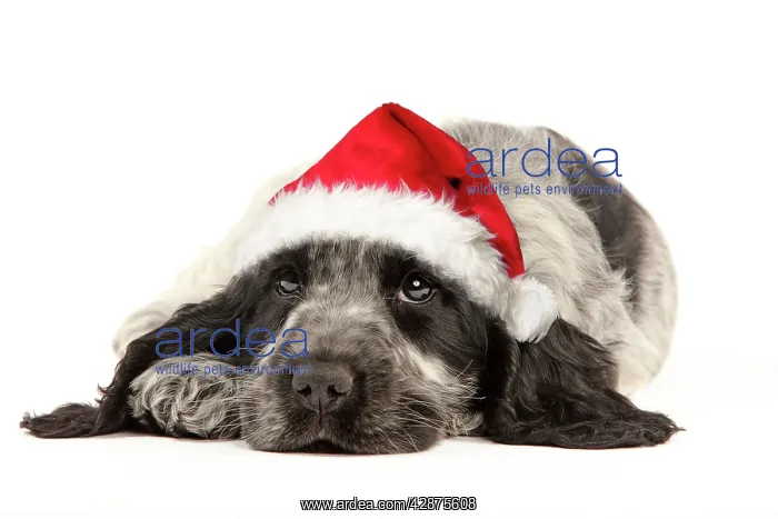 : Dog - English Cocker Spaniel puppy in Christmas hat : Dog - English Cocker Spaniel puppy in Christmas hat