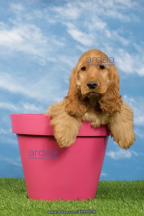 : Dog - English Cocker Spaniel - puppy. in flowerpot : Dog - English Cocker Spaniel - puppy. in flowerpot