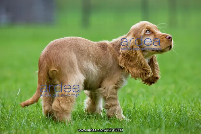  : Dog - English Cocker Spaniel - puppy in garden