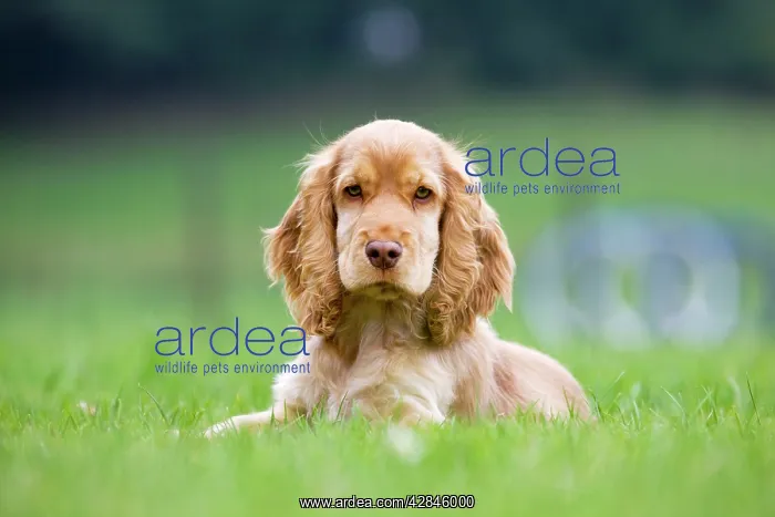  : Dog - English Cocker Spaniel - puppy in garden