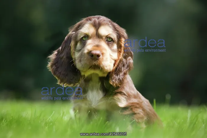  : Dog - English Cocker Spaniel - puppy in garden