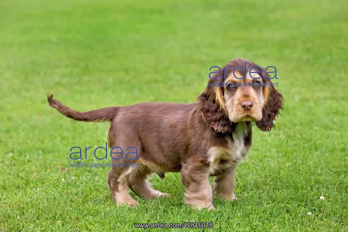  : Dog - English Cocker Spaniel - puppy in garden
