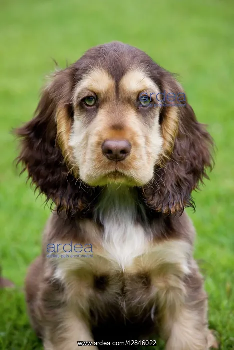  : Dog - English Cocker Spaniel - puppy in garden