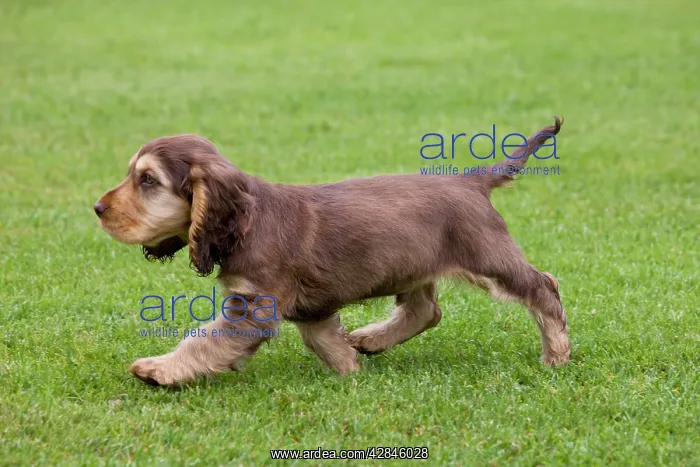  : Dog - English Cocker Spaniel - puppy in garden