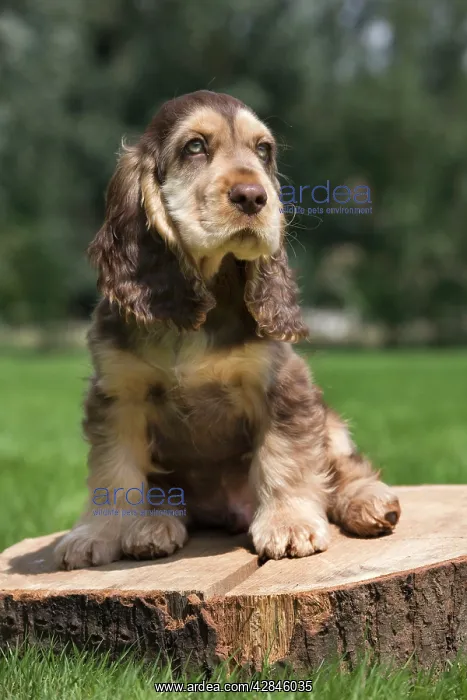  : Dog - English Cocker Spaniel - puppy in garden