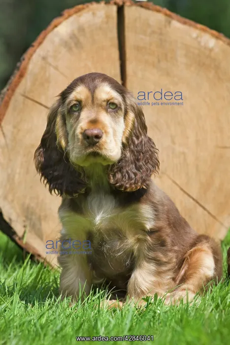  : Dog - English Cocker Spaniel - puppy in garden