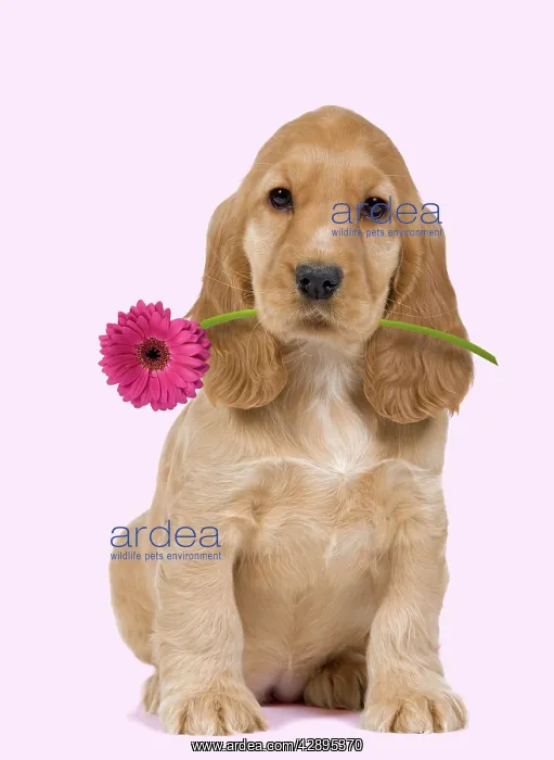 : Dog - English Cocker Spaniel - puppy holding flower : Dog - English Cocker Spaniel - puppy holding flower