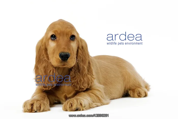  : Dog - English Cocker Spaniel puppy in studio