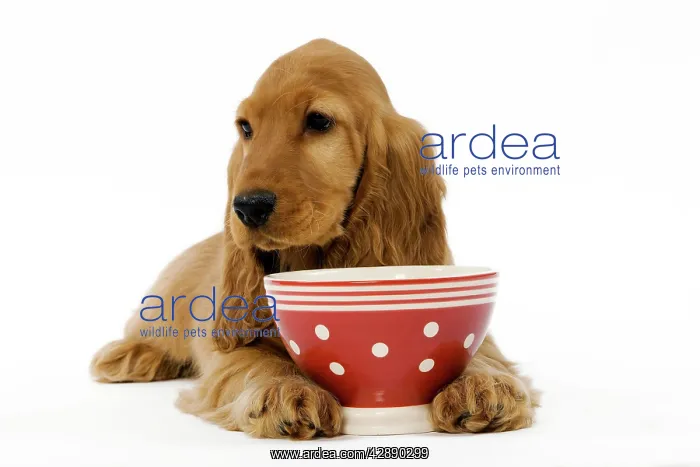  : Dog - English Cocker Spaniel puppy in studio
