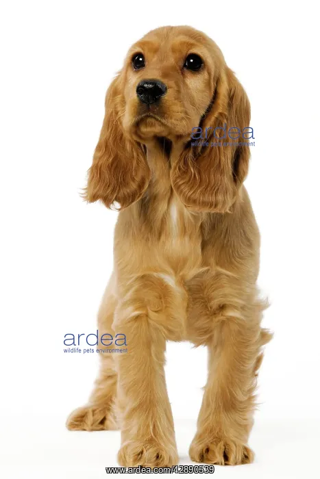  : Dog - English Cocker Spaniel puppy in studio