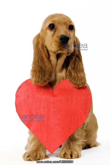 : Dog - English Cocker Spaniel puppy in studio with : Dog - English Cocker Spaniel puppy in studio with