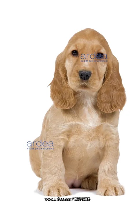  : Dog - English Cocker Spaniel - puppy in studio