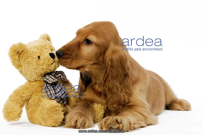: Dog - English Cocker Spaniel puppy in studio with teddy bear : Dog - English Cocker Spaniel puppy in studio with teddy bear