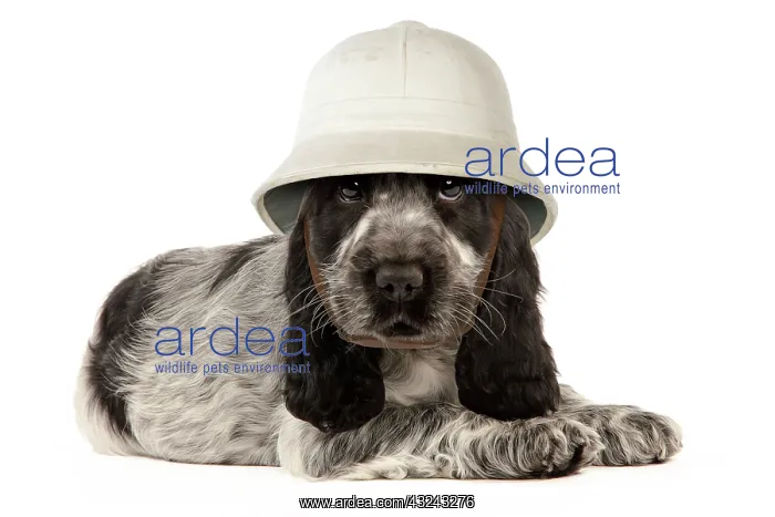 : Dog - English Cocker Spaniel puppy wearing pith helmet Digital Manipulation Hat JD : Dog - English Cocker Spaniel puppy wearing pith helmet Digital Manipulation Hat JD