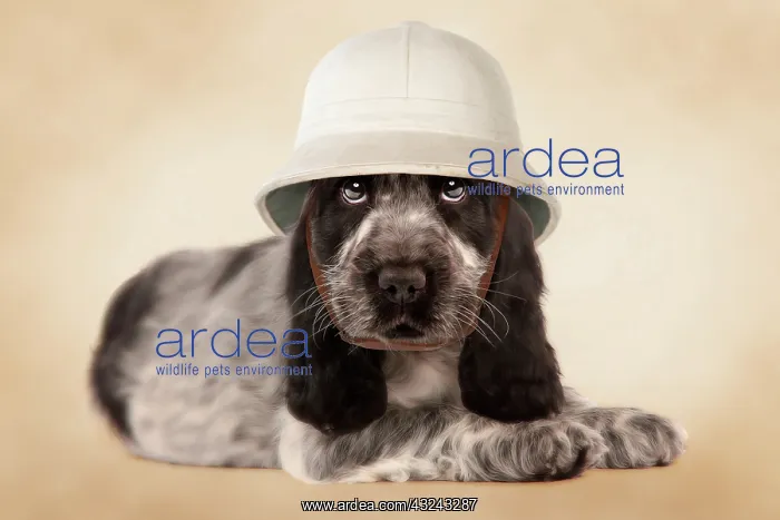 : Dog - English Cocker Spaniel puppy wearing pith helmet Digital Manipulation : Dog - English Cocker Spaniel puppy wearing pith helmet Digital Manipulation