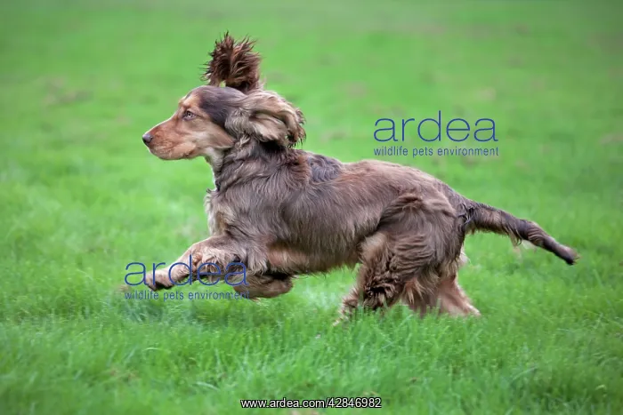  : Dog - English Cocker Spaniel running