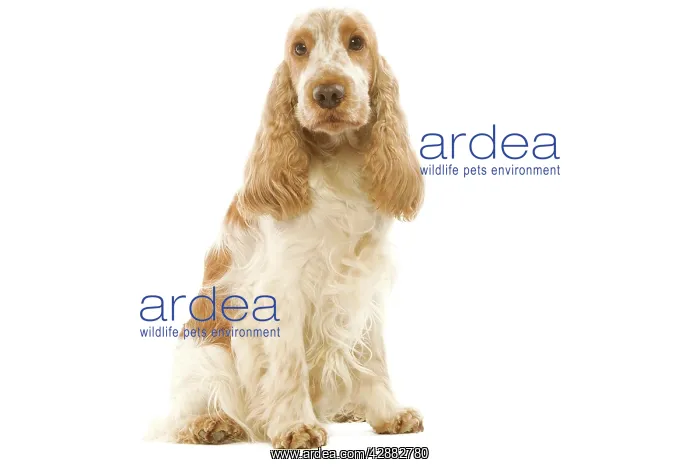  : Dog - English Cocker Spaniel sitting in studio