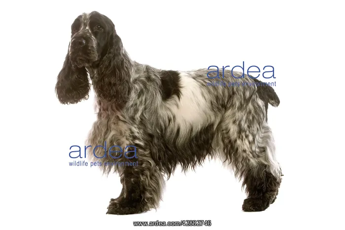 : Dog - English Cocker Spaniel standing in studio : Dog - English Cocker Spaniel standing in studio