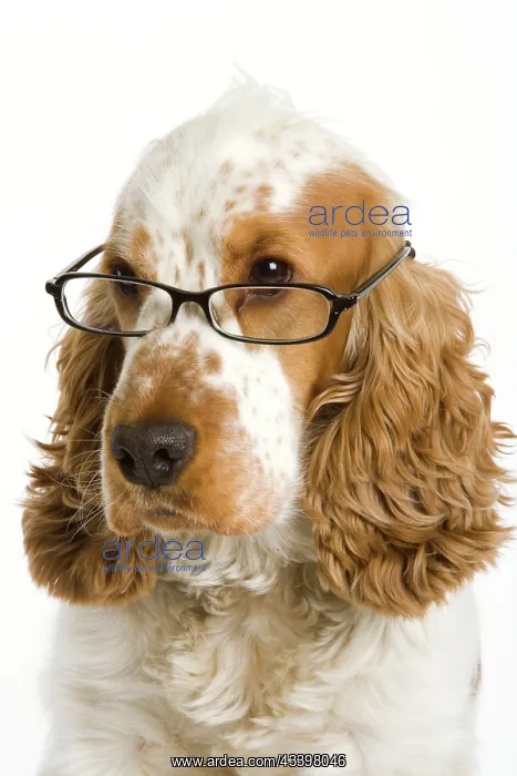 : Dog - English Cocker Spaniel wearing glasses : Dog - English Cocker Spaniel wearing glasses