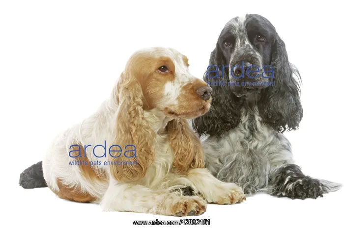  : Dog - English Cocker Spaniels in studio