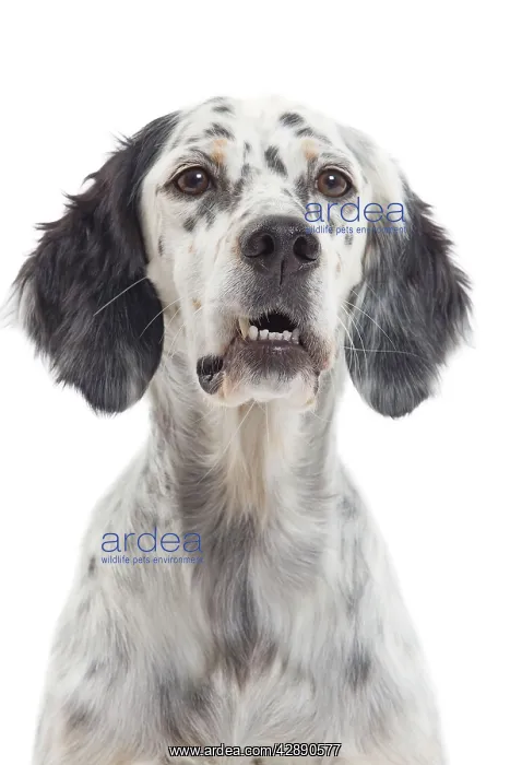  : Dog - English Setter
