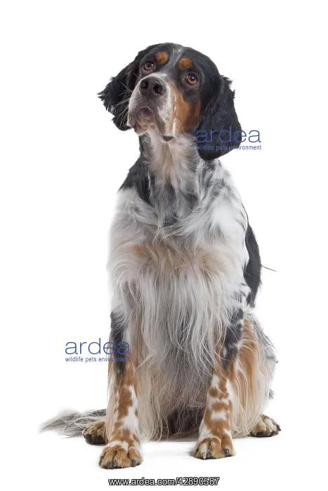  : Dog - English Setter