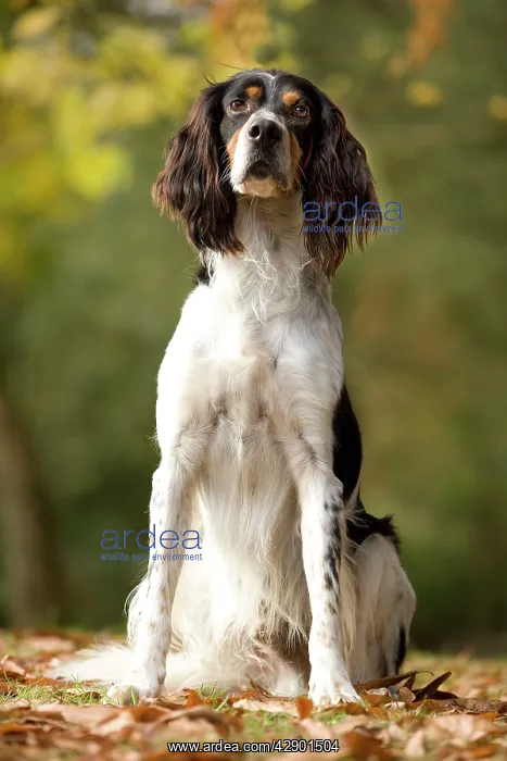  : Dog - English Setter