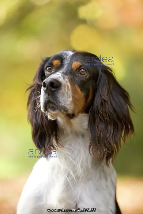  : Dog - English Setter