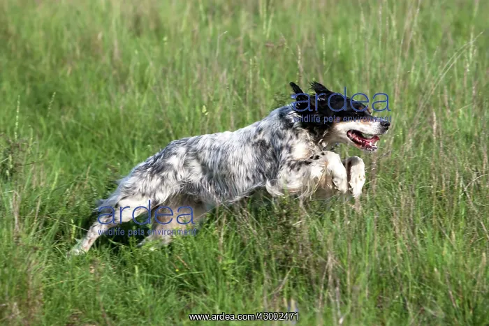 : Dog - English Setter : Dog - English Setter
