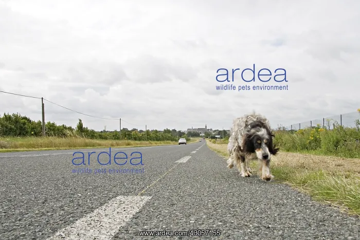 : Dog English Setter abandoned and walking on a road France : Dog English Setter abandoned and walking on a road France