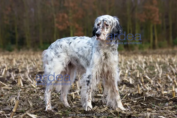  : Dog - English Setter on countryside