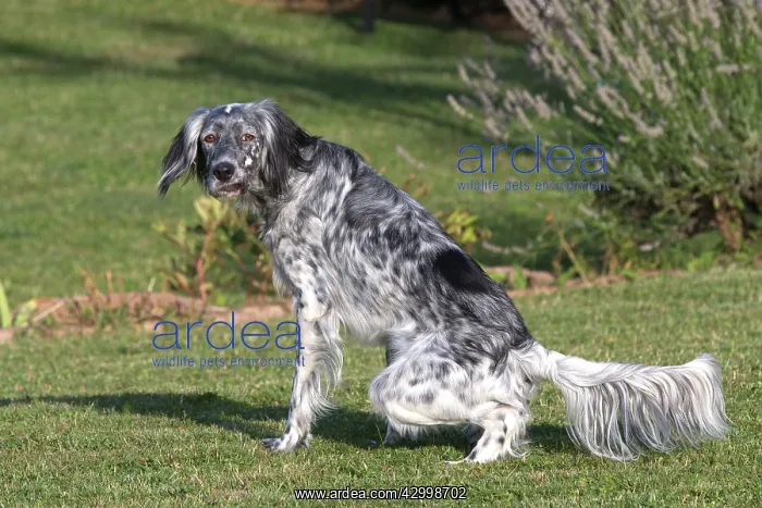 : Dog English Setter Dog urinating : Dog English Setter Dog urinating